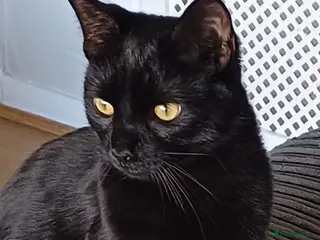 Mixed Breed cats Beautiful female cat - Advert 1