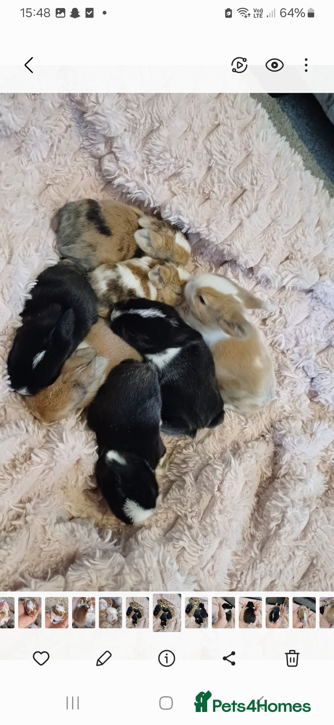 Mini Lion Lop rabbits for sale: Mini lion lops ready now 🥰 - Image 2