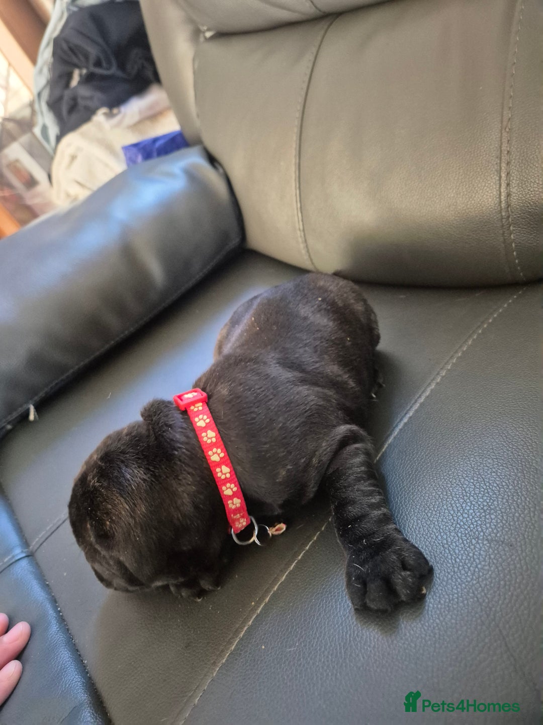 Staffordshire Bull Terrier dogs for sale: 2 female staffies  - Image 3