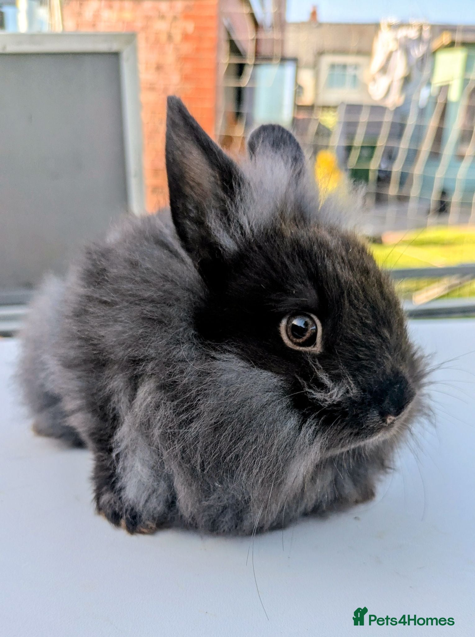 Netherland Dwarf rabbits Gorgeous mini dwarf x lionheads - Advert 10