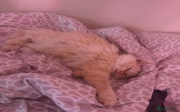 Ragdoll cats for sale: 1 year old ragdoll boy Indoor only  - Image 2