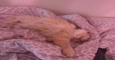 Ragdoll cats - Advert 10