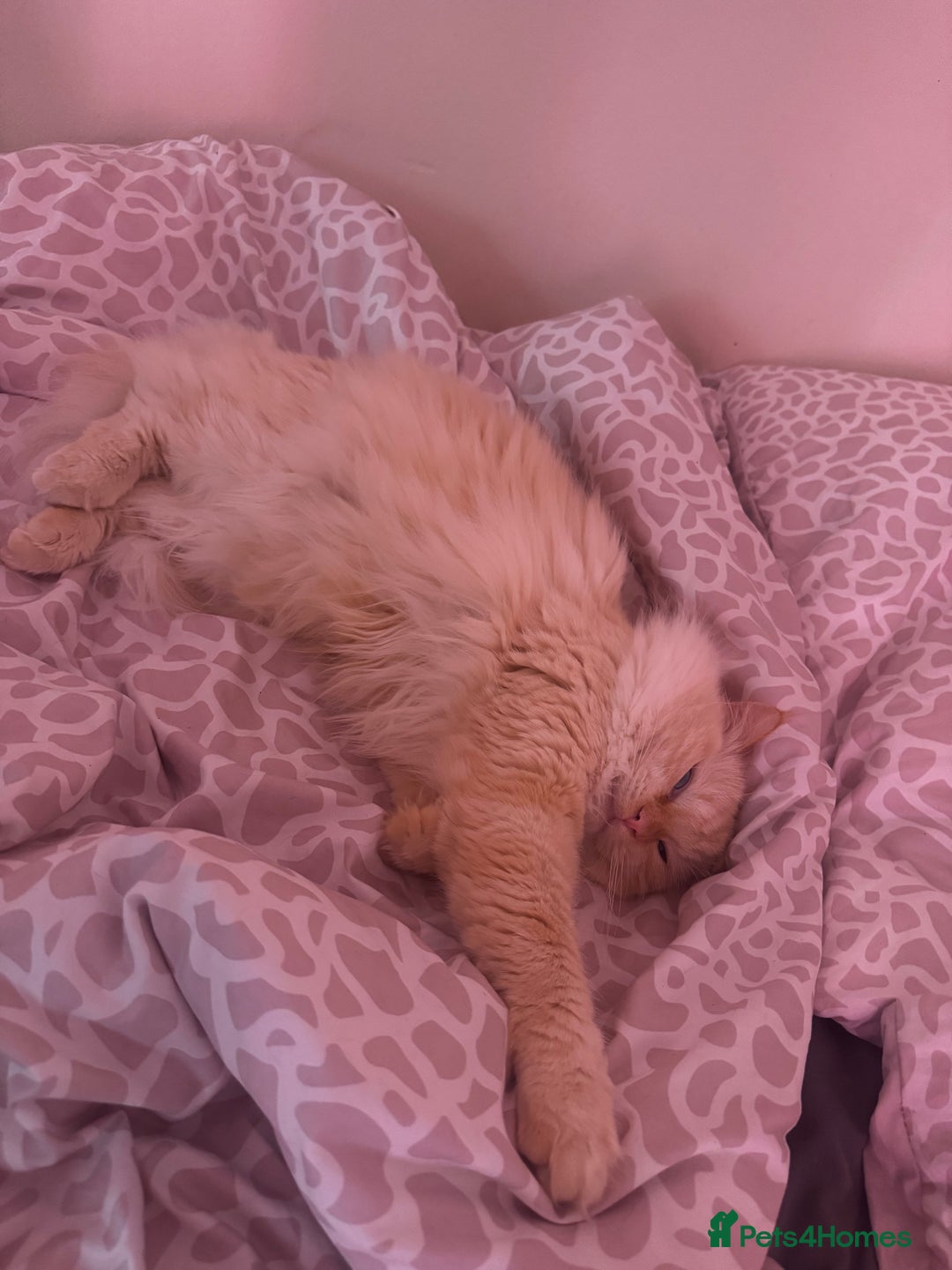 Ragdoll cats for sale: 1 year old ragdoll boy Indoor only  - Image 2