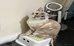 Bengal cats for sale: Snow Lynx Bengal - Image 6