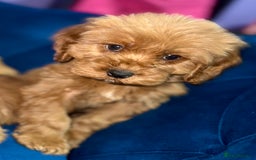 Cavapoo dogs for sale: Ready to go🏡 ONLY girls !  - Image 19