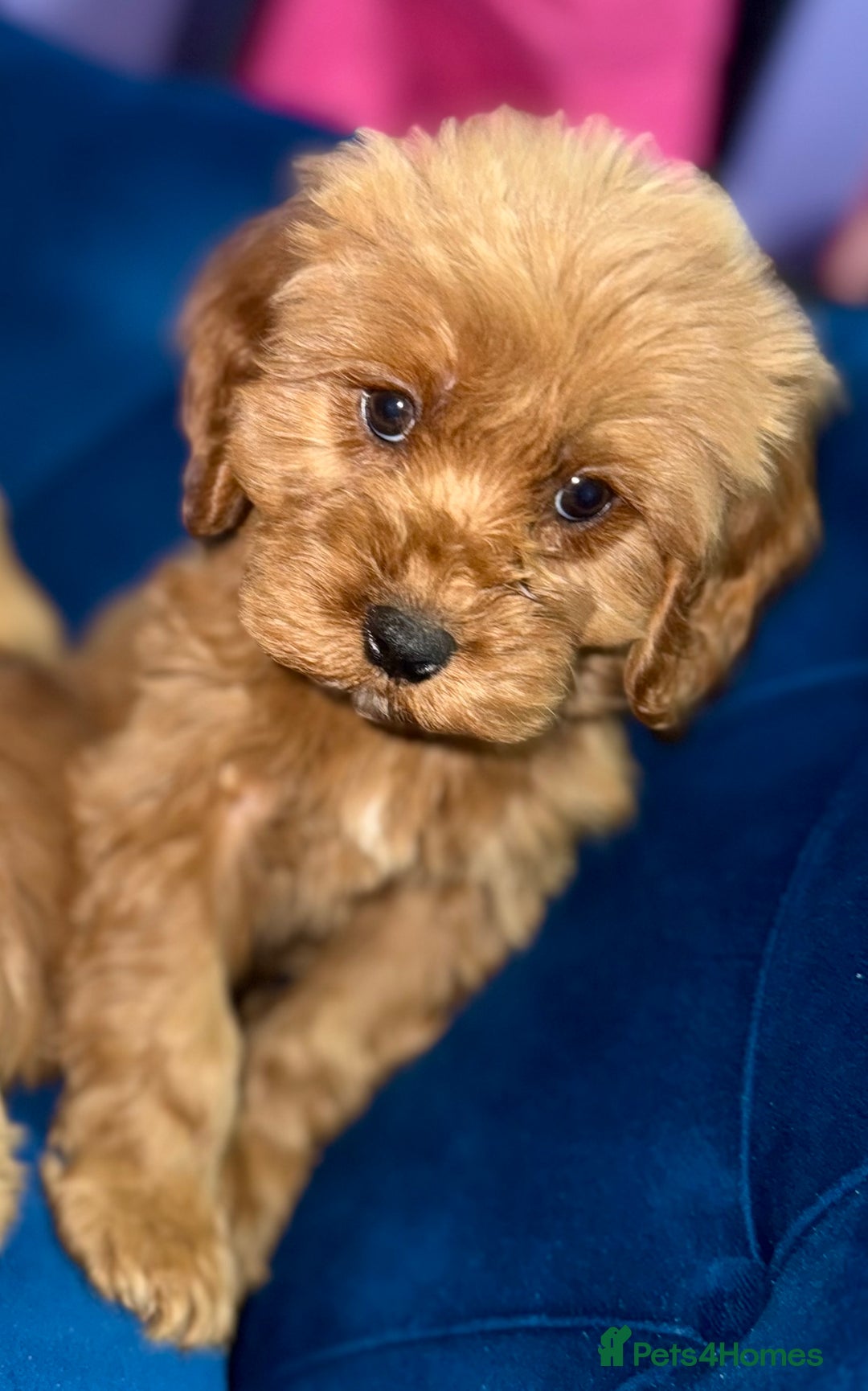 Cavapoo dogs for sale: Ready to go🏡 ONLY girls !  - Image 19