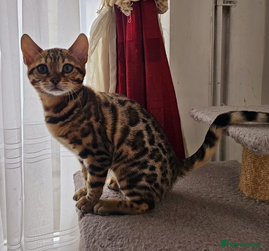 Bengal cats for sale: Bengal cat - Image 8