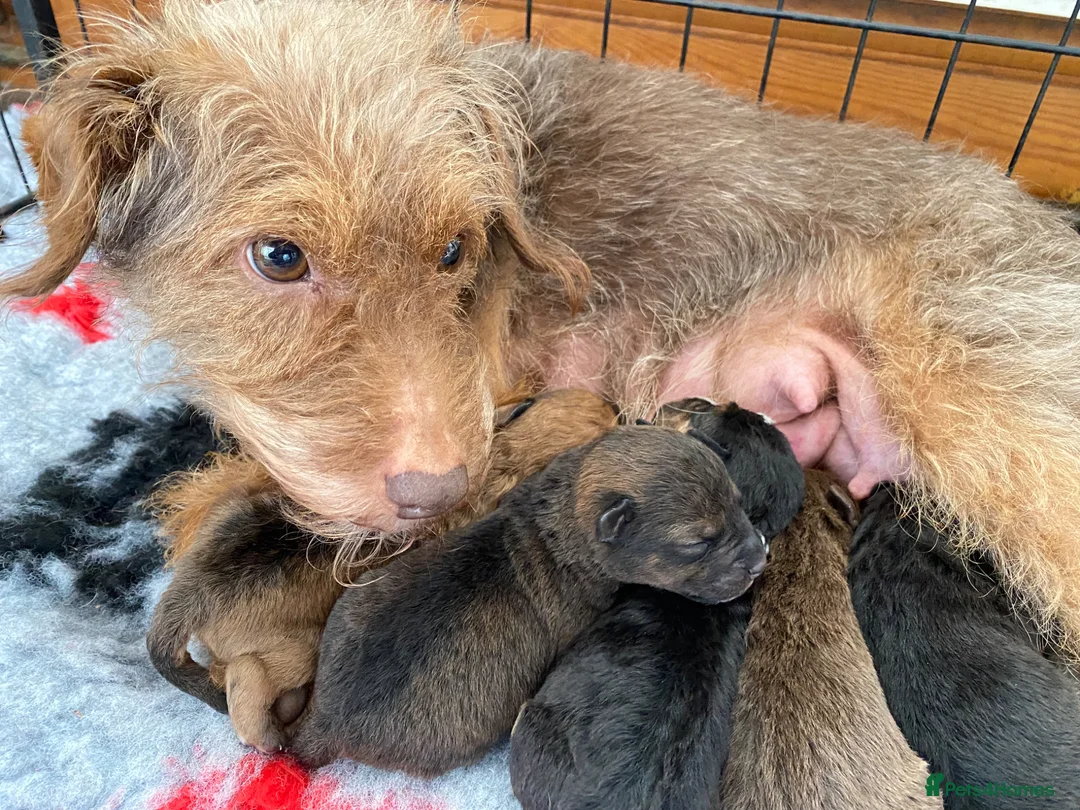 Mixed Breed dogs for sale: Beautiful Lakeland Terrier/Poodle Puppies - Advert 10