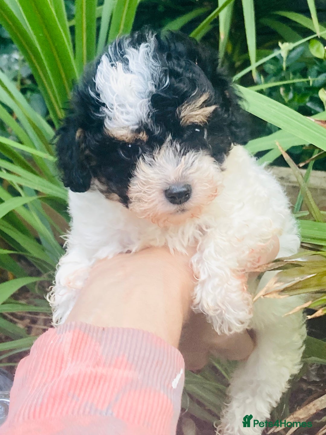 Cavapoo dogs for sale: Tricolour cavapoo female 🐾 - Advert 11