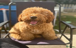 Cockapoo dogs for sale: Male Cockapoo Puppy 8 months.  - Image 3