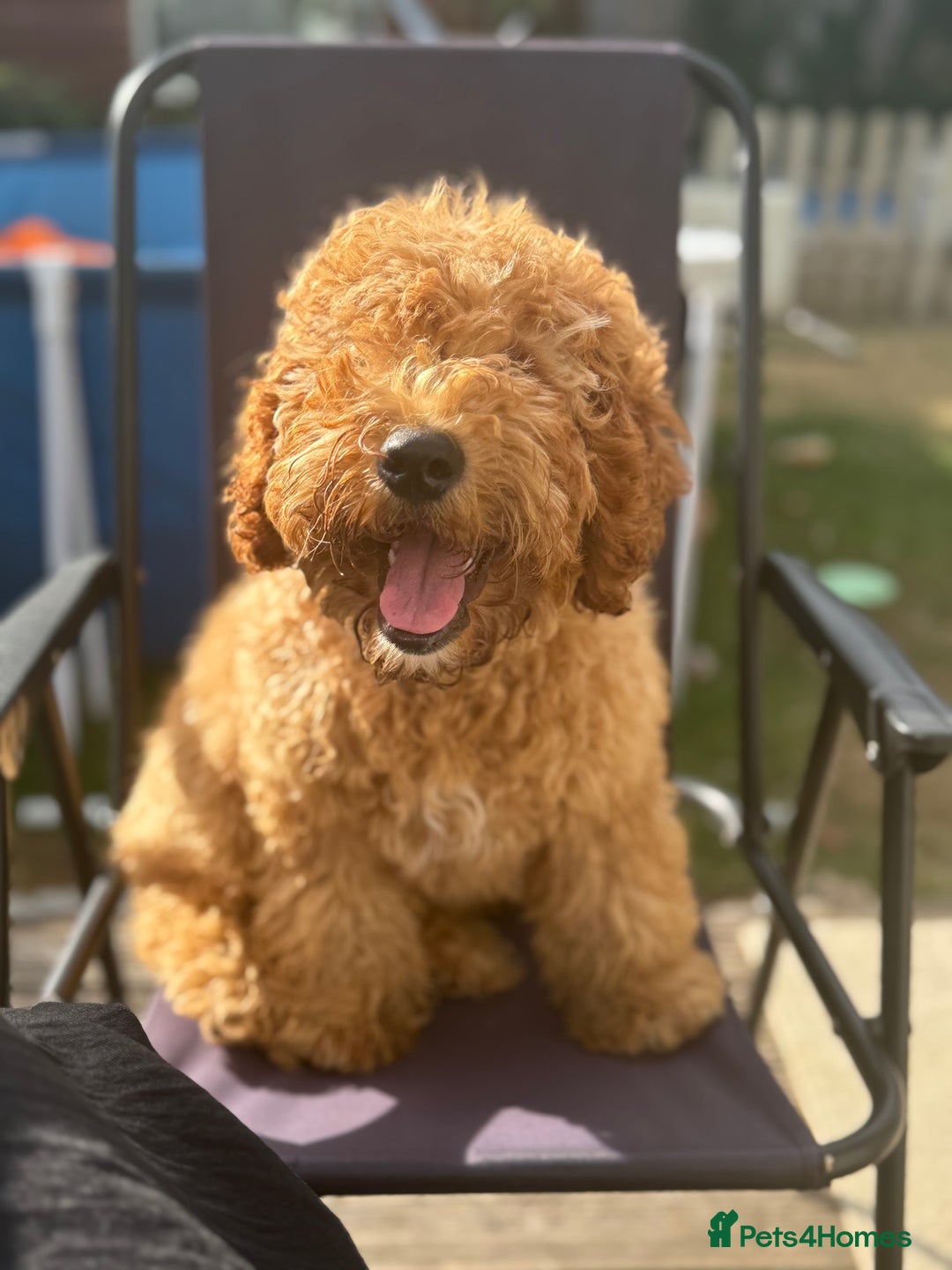 Cockapoo dogs for sale: Male Cockapoo Puppy 8 months.  - Image 3