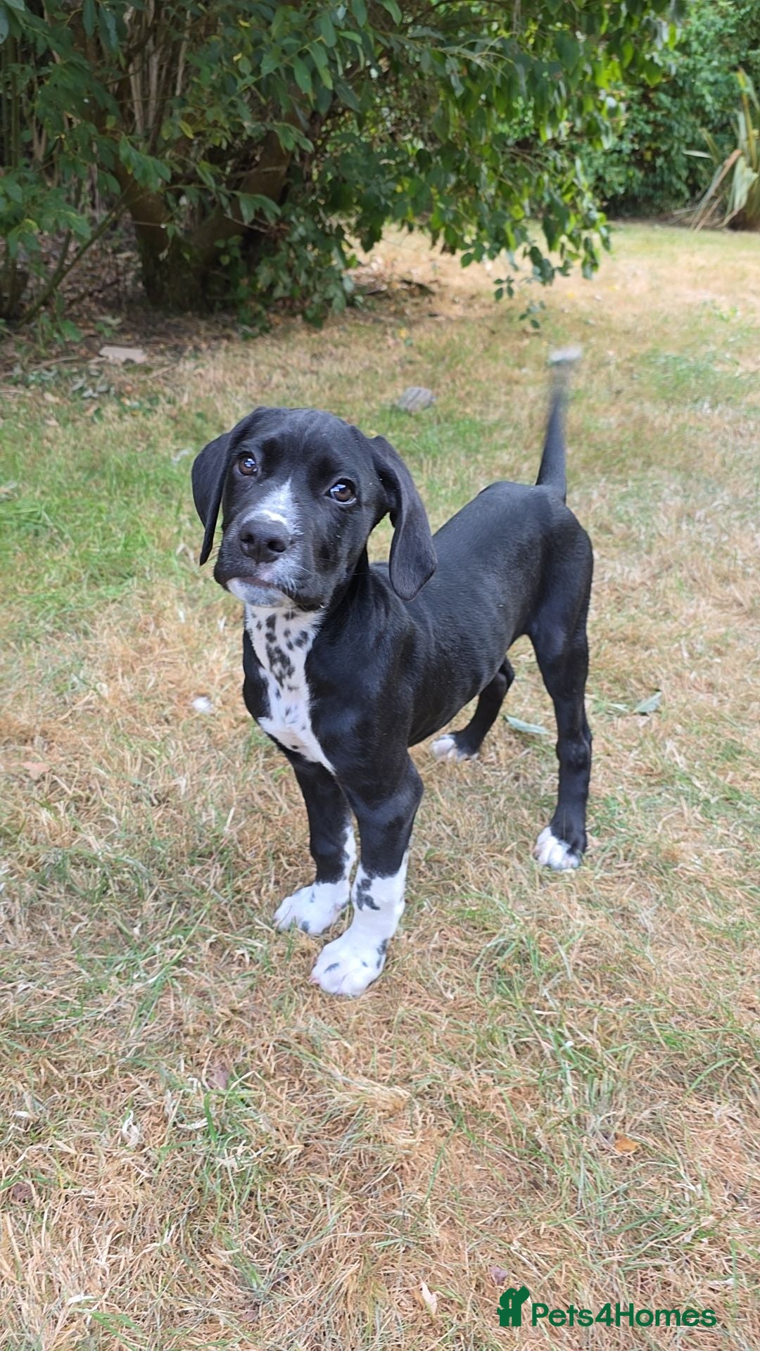 Mixed Breed dogs Friendly, sociable cane corso x dalmatian puppies - Advert 2