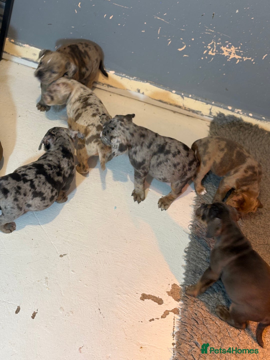 Olde English Bulldogge dogs for sale: 8 week old Olde English Bulldogges  - Advert 27