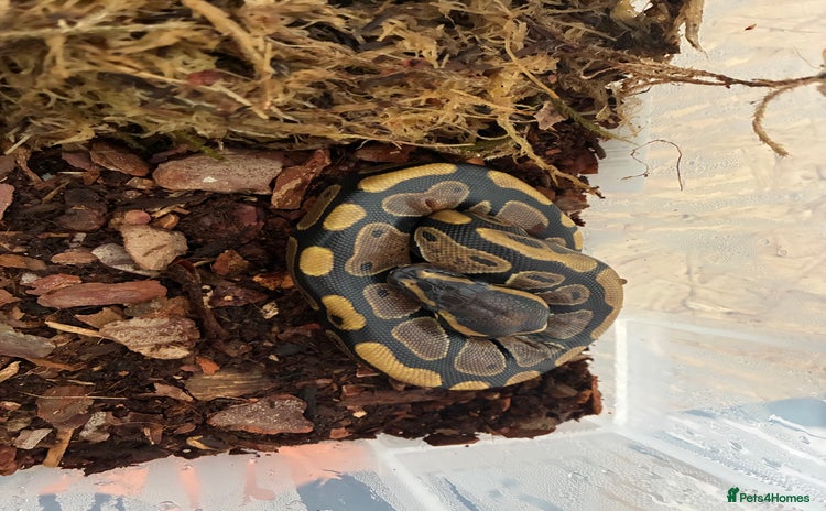 Python Snake reptiles - Advert 1