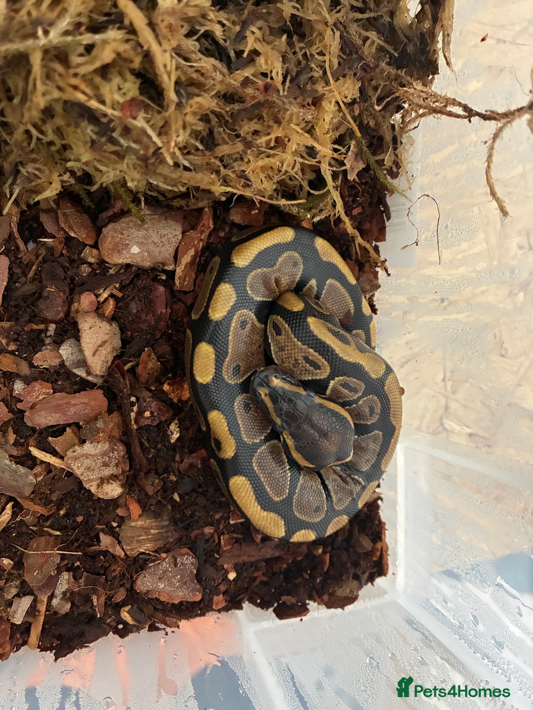 Python Snake reptiles for sale: Royal Python Hatchlings - Image 1