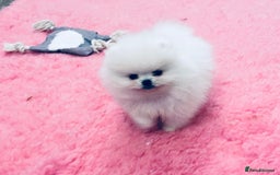 Pomeranian dogs for sale: Stunning teddybear face Boys Ready🌟 - Advert 39