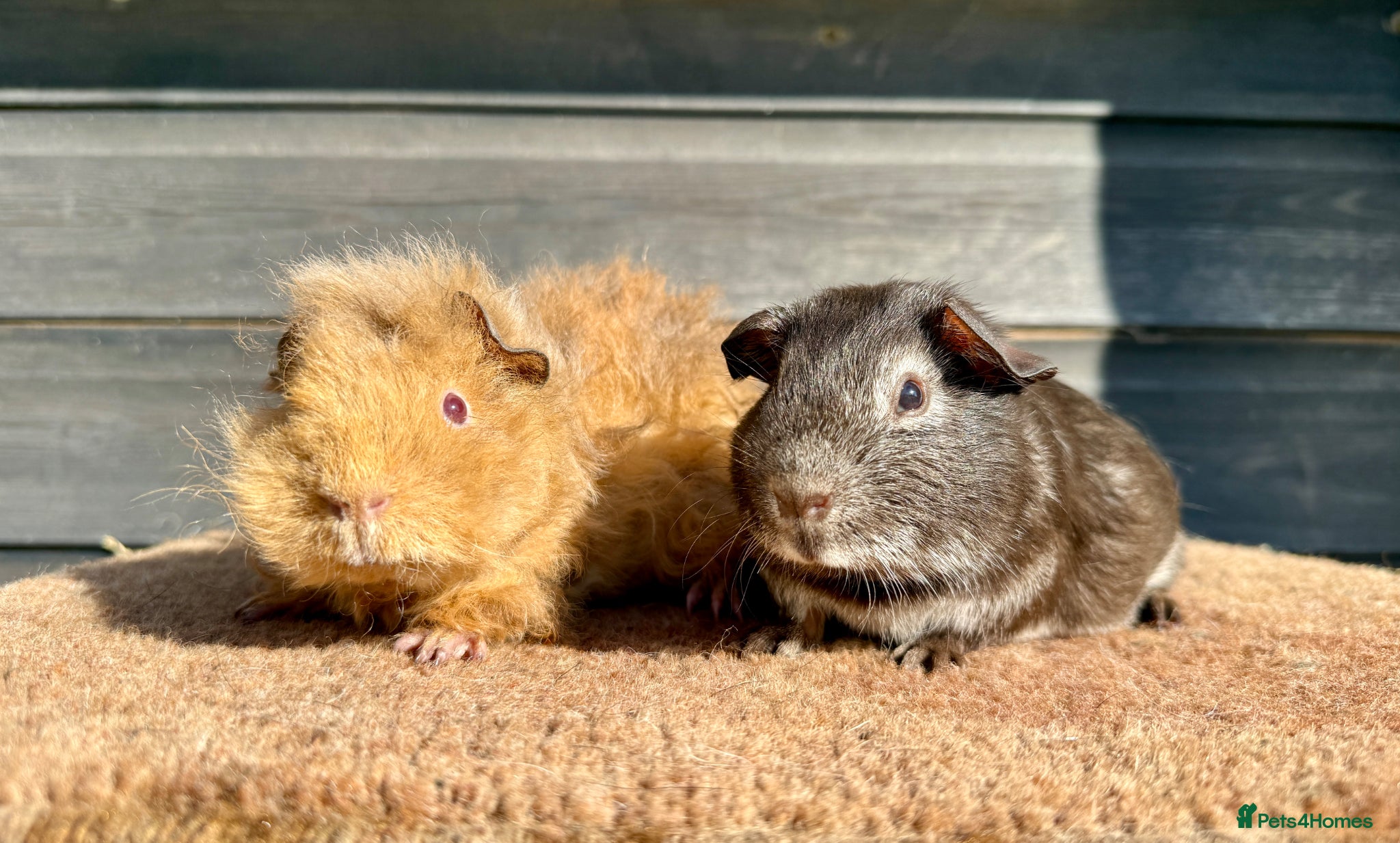 Guinea Pig rodents Boars - Various Breeds  - Advert 14