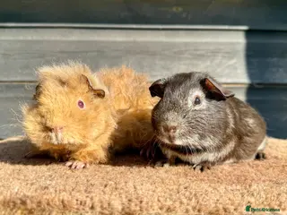 Guinea Pig rodents Boars - Various Breeds - Advert 14