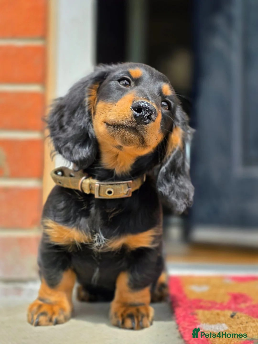 Miniature Dachshund dogs for sale: Miniature long haired black and tanned dachshund  - Advert 1