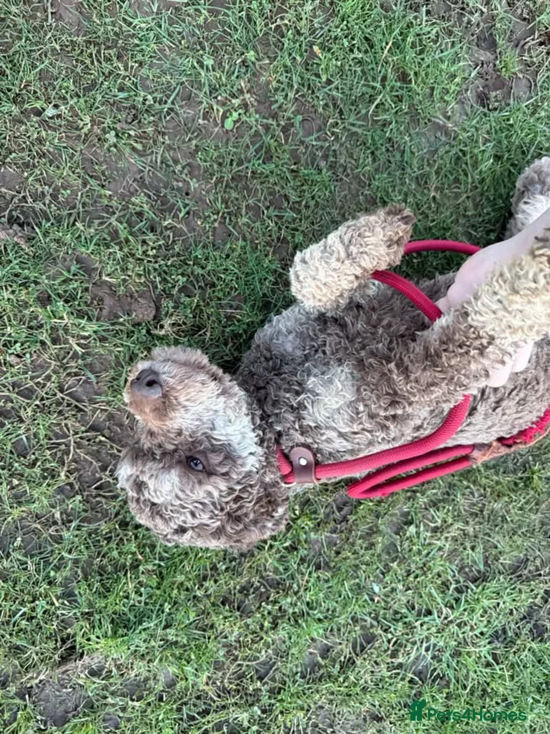 Lagotto Romagnolo dogs for sale: Lagotto Romagnolo Brown roan KC - Advert 5