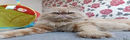 Persian cats for stud: Mr Garfield for Stud only  - Advert 1