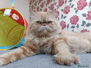 Persian cats Mr Garfield for Stud only - Advert 14