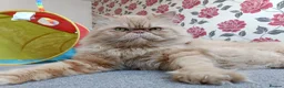 Persian cats for stud: Mr Garfield for Stud only  - Advert 1