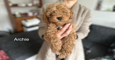 Cockapoo dogs - Advert 13