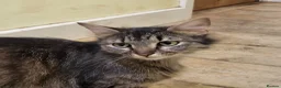Mixed Breed cats for sale: Kittens for sale  - Advert 2