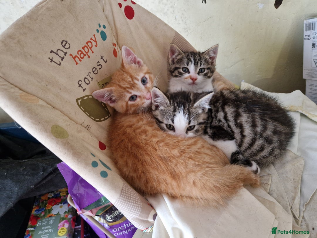 British Shorthair cats for sale: Farm Kittens - Image 4