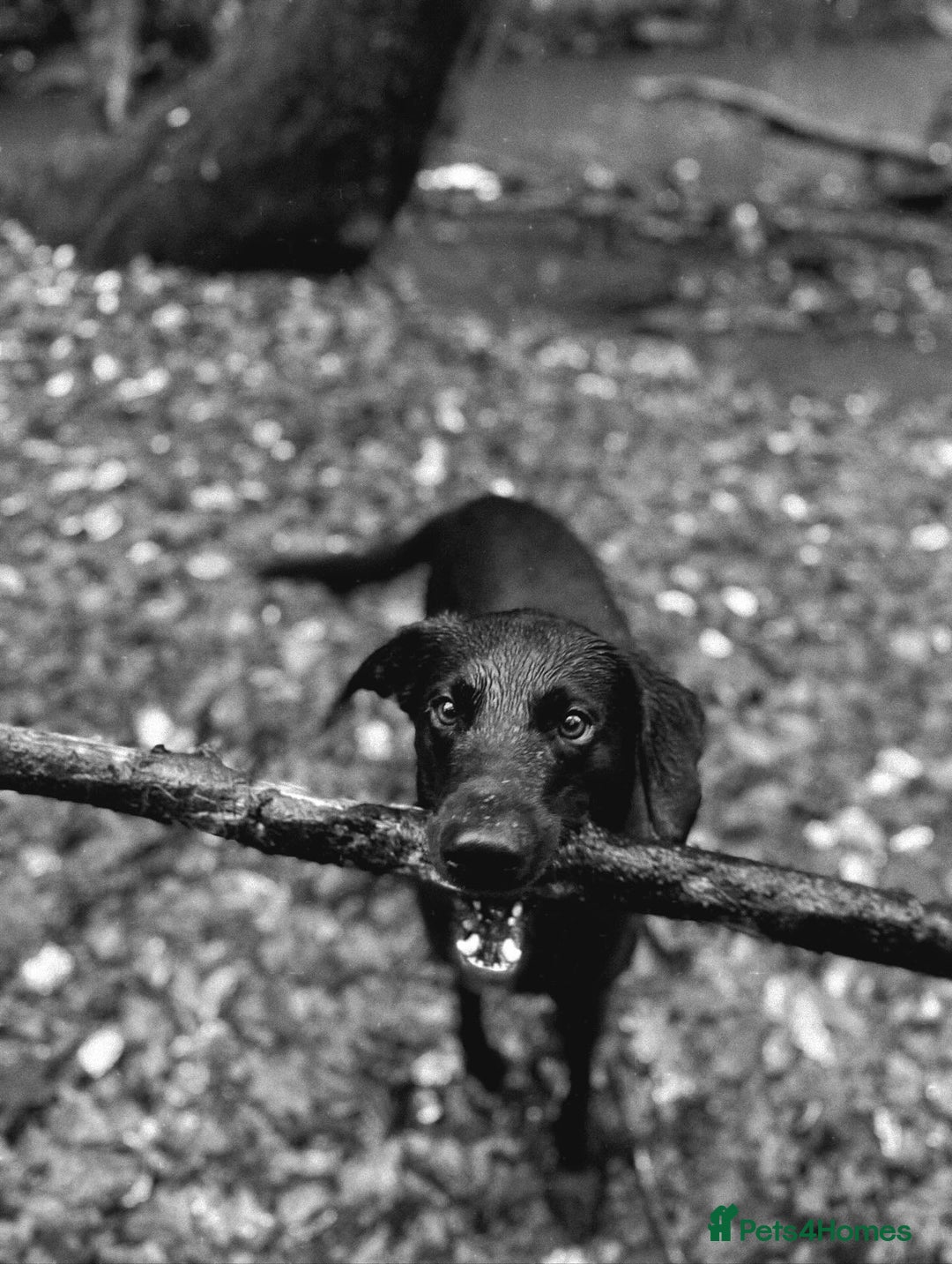 Labrador Retriever dogs for stud: Pip- Purebred Black Labrador Retriever  - Advert 3