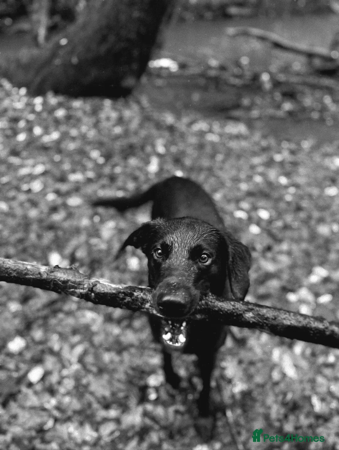 Labrador Retriever dogs for stud: Pip- Purebred Black Labrador Retriever  - Advert 3