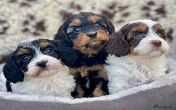 Cavapoo dogs for sale: Toy Cavapoo puppies  - Image 11