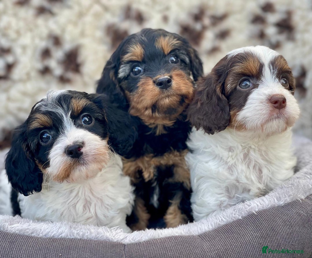 Cavapoo dogs for sale: Toy Cavapoo puppies  - Image 11