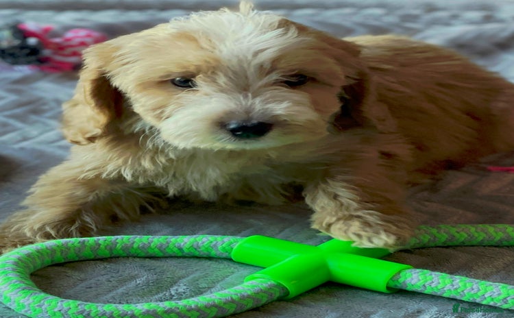 Cockapoo dogs - Advert 3