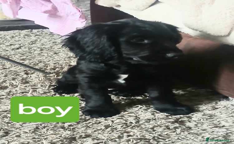 Cocker Spaniel dogs - Advert 11