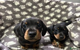 Miniature Dachshund dogs for sale: Stunning Miniature Dachshund Pups - Image 11