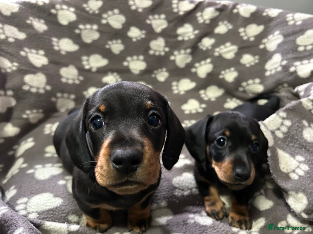 Miniature Dachshund dogs for sale: Stunning Miniature Dachshund Pups - Image 11