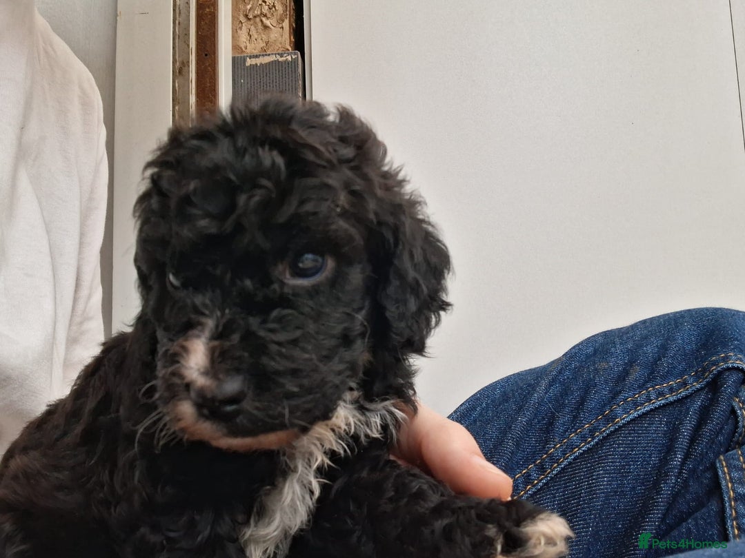 Cockapoo dogs for sale: ** BEAUTIFUL LITTER OF COCKAPOOS ** - Image 30