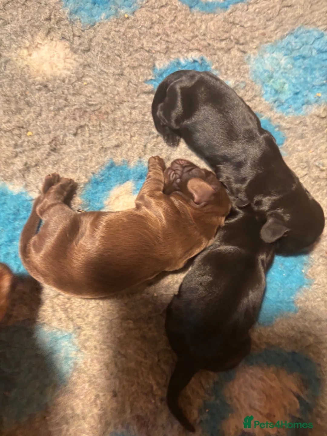 Cocker Spaniel dogs for sale: Beautiful KC Registered cocker pups - Advert 4
