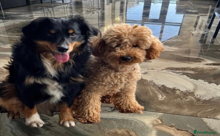 Aussiedoodle dogs LITTER DUE! Miniature Aussiedoodle Puppies 🐾 - Advert 1