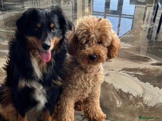 Aussiedoodle dogs LITTER DUE! Miniature Aussiedoodle Puppies 🐾 - Advert 8