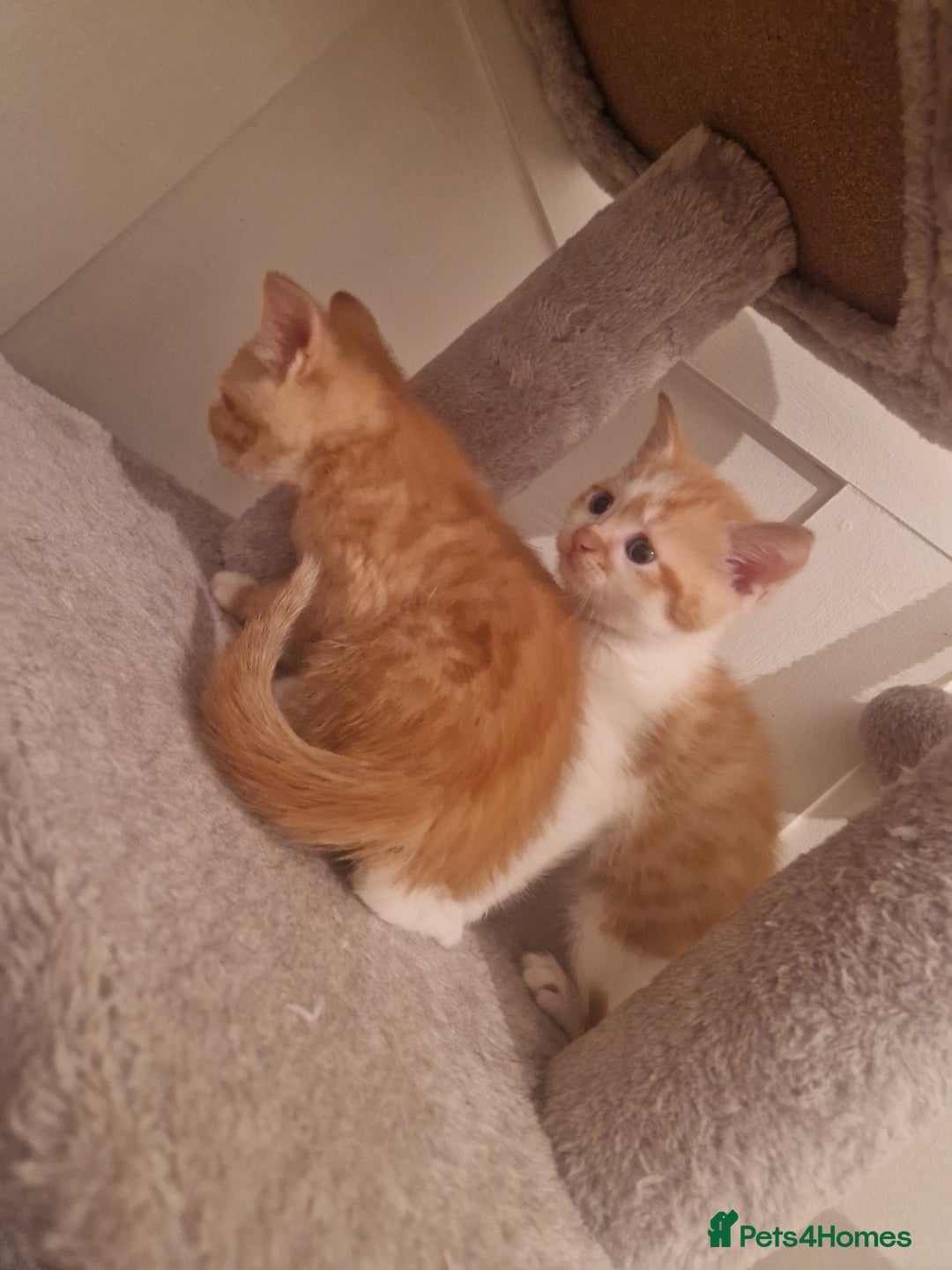 Mixed Breed cats for sale: Mixed Breed - Advert 5