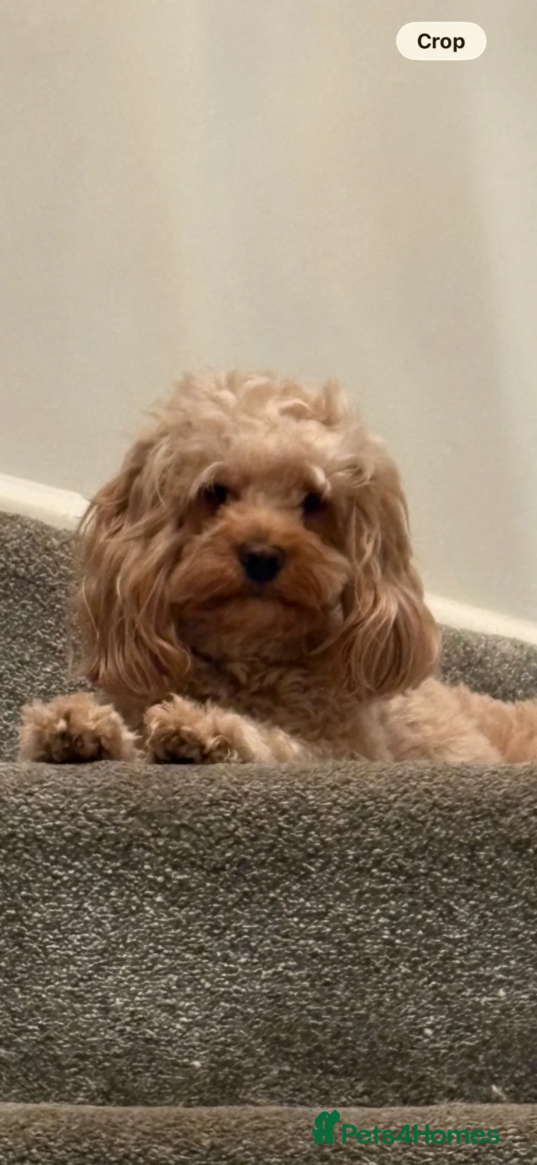 Cockapoo dogs for sale: Cockapoo puppies looking for they forever home  in Tredegar - Advert 25