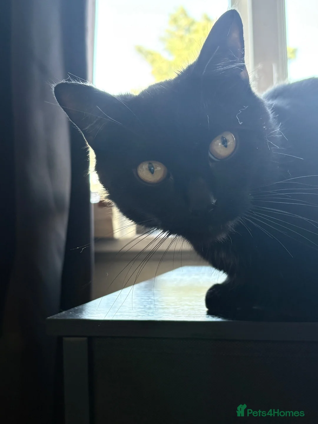 Bombay cats for sale: 1 year old male cat for sale - Advert 2