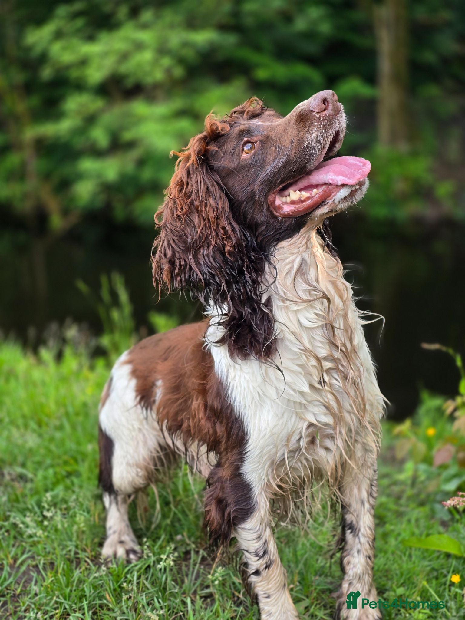 English Springer Spaniel dogs ENGLISH SPRINGER STUD - DNA HEALTH TESTED  - Advert 1