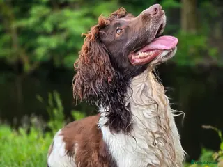 English Springer Spaniel dogs ENGLISH SPRINGER STUD - DNA HEALTH TESTED - Advert 1