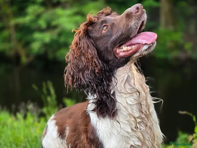 English Springer Spaniel dogs ENGLISH SPRINGER STUD - DNA HEALTH TESTED - Advert 1