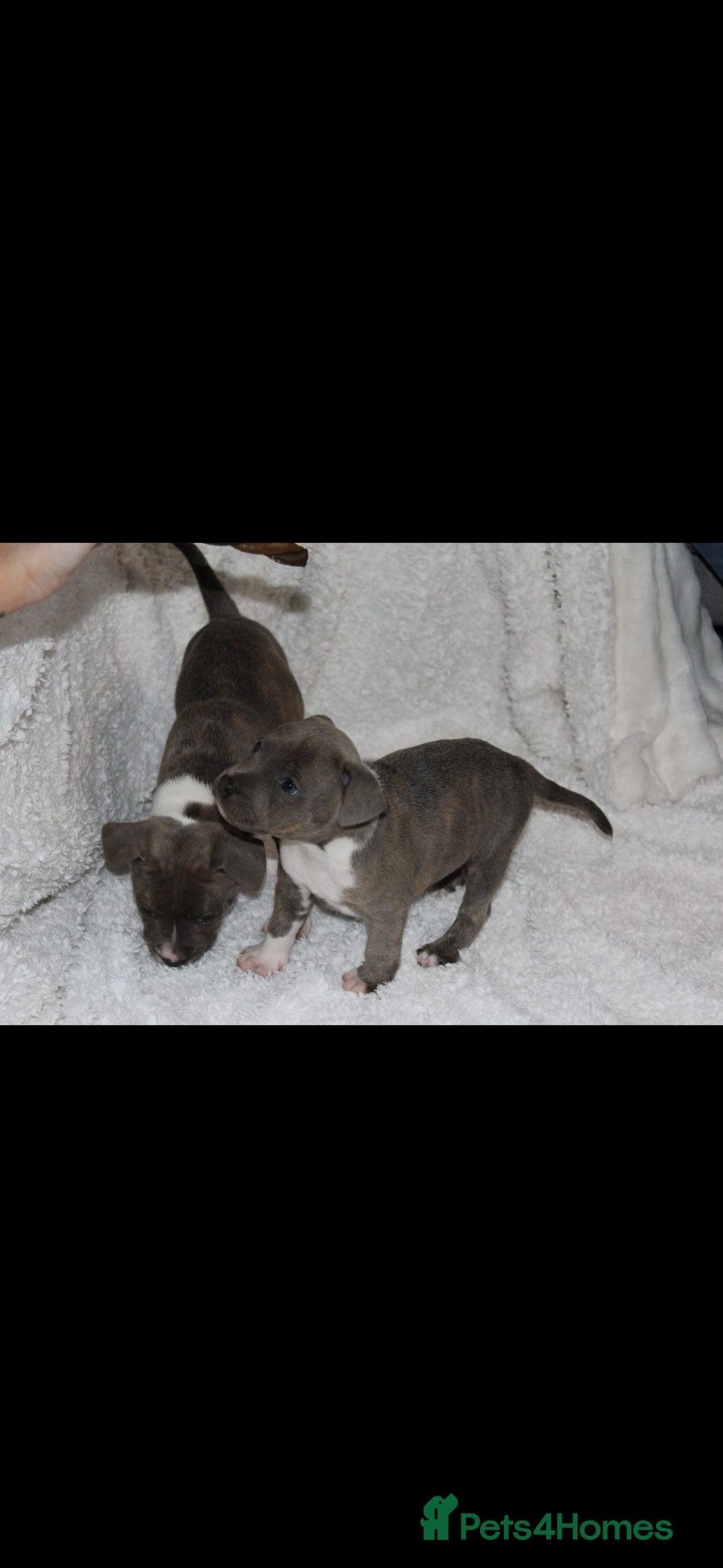 Staffordshire Bull Terrier dogs for sale: Staffy Puppies. Exceptional Temperament. - Advert 14