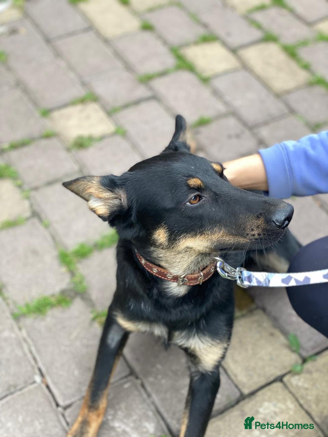 Mixed Breed dogs for adoption: 💙🐶 OLCHIK 🐶💙 - Image 10